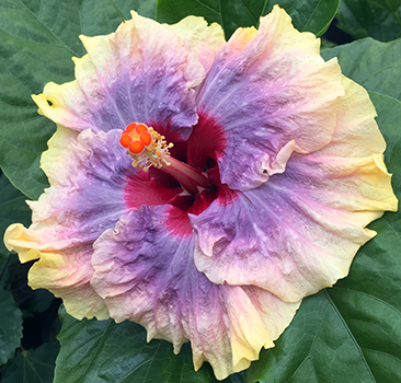 Exotic Hibiscus 'New Seedling'