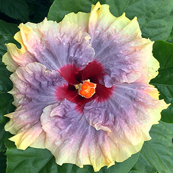 Exotic Hibiscus 'New Seedling'