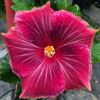 Exotic Hibiscus 'New Seedling'