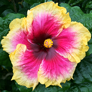 Seedling of the Month