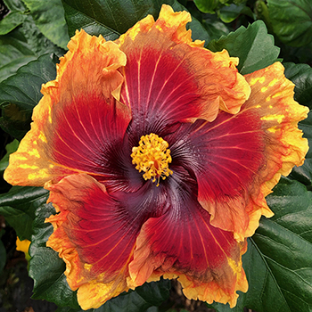 Exotic Hibiscus 'New Seedling'