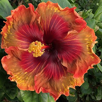 Exotic Hibiscus 'New Seedling'