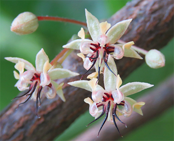 Cacao Flowers