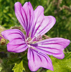 Common Mallow