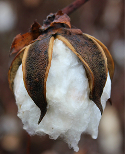 Cotton Boll