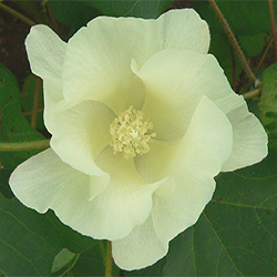 Cotton Flower