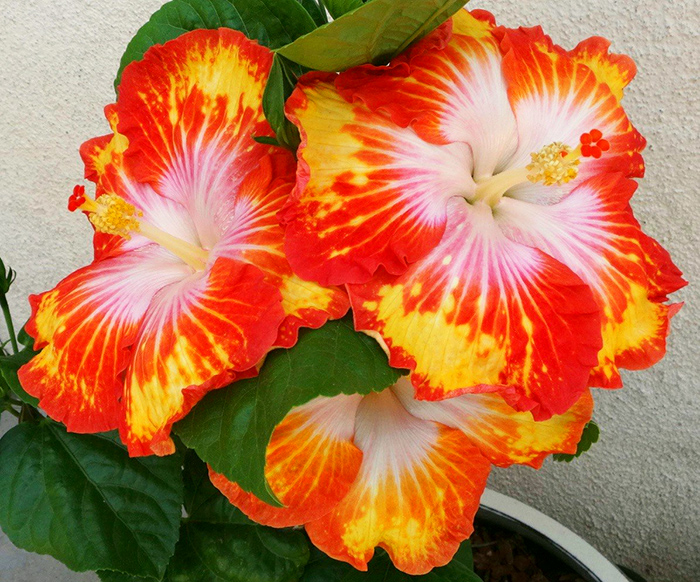 Exotic Hibiscus 'Ecstatic'