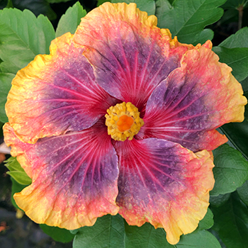 Exotic Hibiscus 'New Seedling'
