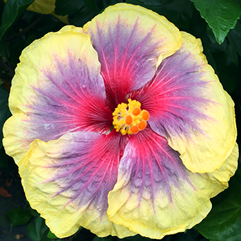 Exotic Hibiscus 'New Seedling'