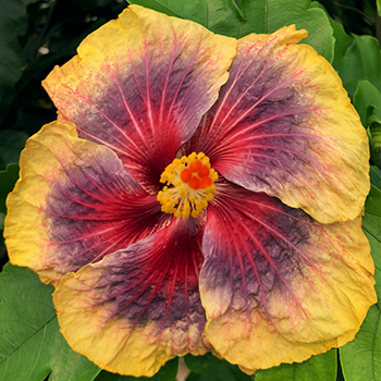 Exotic Hibiscus 'New Seedling'