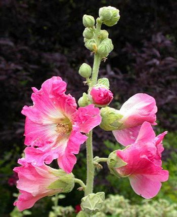 Hollyhock Flowers