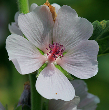 Marshmallow Flower