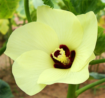 Okra Flower