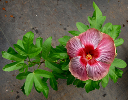 Exotic Hibiscus 'Pinot Noir'