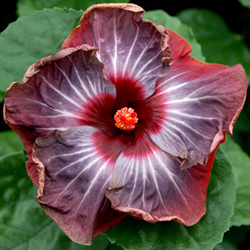 Exotic Hibiscus 'Pinot Noir'