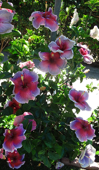 Exotic Hibiscus 'Appassionata'