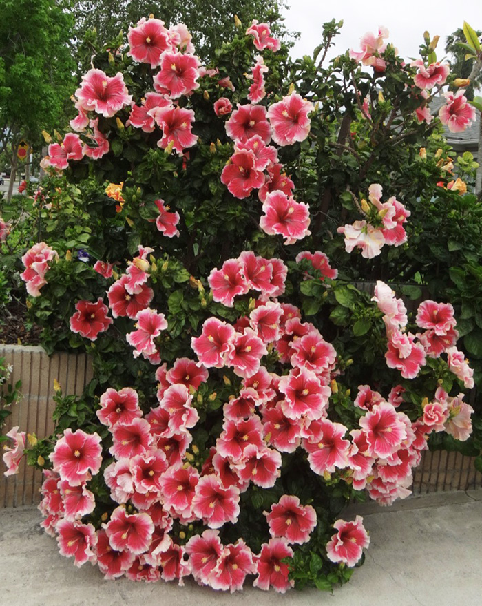Exotic Hibiscus 'Cindy's Heart'