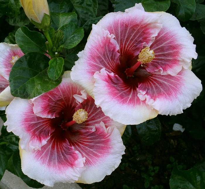 Exotic Hibiscus 'Confetti'
