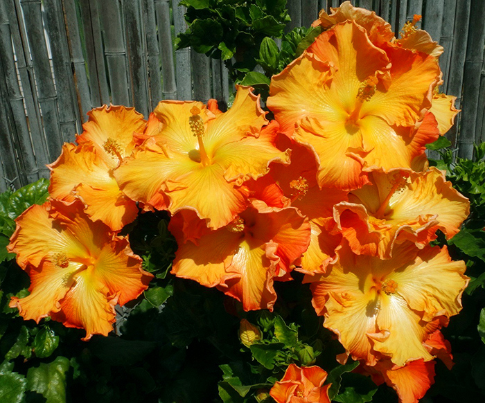 Exotic Hibiscus 'Cosmic Gold'