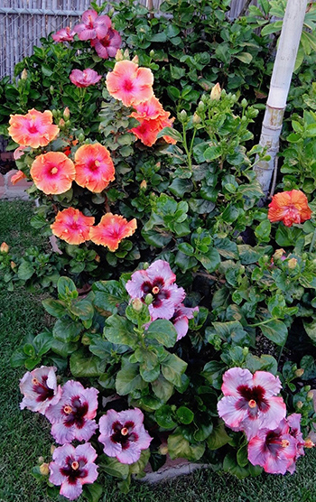 Exotic Hibiscus Plants