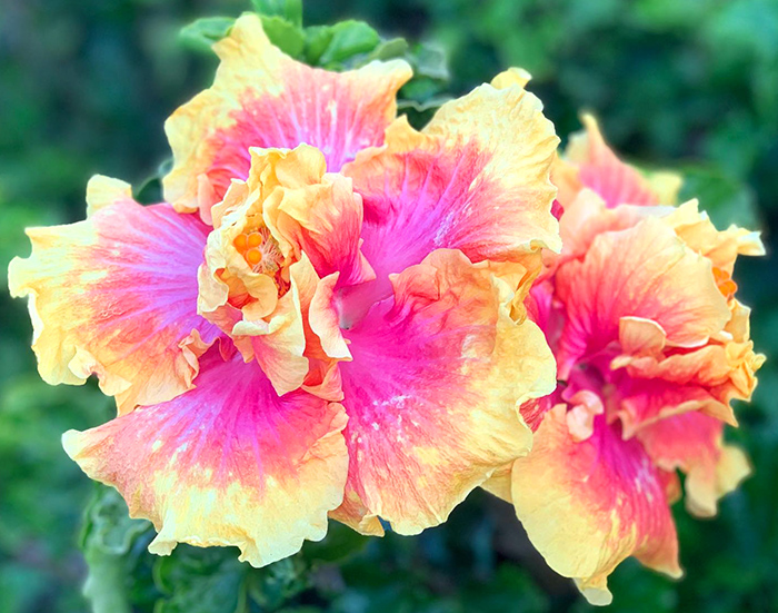 Exotic Hibiscus 'Island Queen'