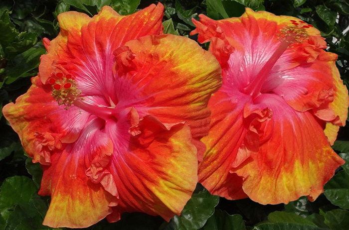 Exotic Hibiscus 'Scintillating'
