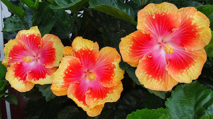 Exotic Hibiscus 'Summer Fun'
